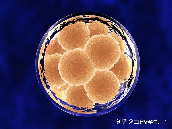 为什么移植鲜胚着床率高还容易怀双胎