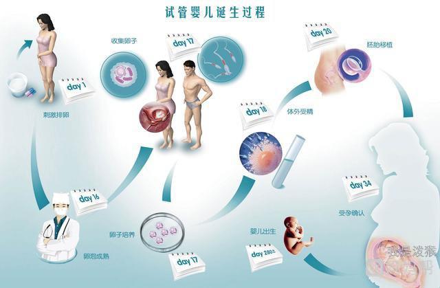 供卵试管婴儿的智力和正常孩子一样吗
